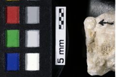 Foto (Detailansicht) von Cyclothyreus sp. (NHMW-GEO-1990-0041-0183)